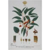Maxwell And Williams Royal Botanic Garden Tea Towel - Flowering Gum