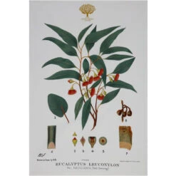 Maxwell And Williams Royal Botanic Garden Tea Towel - Flowering Gum