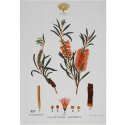 Maxwell And Williams Royal Botanic Garden Tea Towel - Bottlebrush
