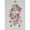 Maxwell And Williams Royal Botanic Garden Tea Towel - Boronia