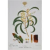 Maxwell And Williams Royal Botanic Garden Tea Towel - Wattle