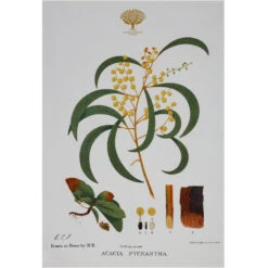 Maxwell And Williams Royal Botanic Garden Tea Towel - Wattle